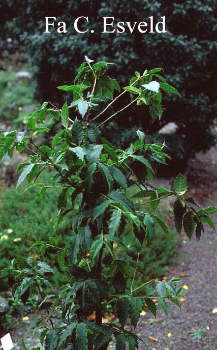 Ilex dipyrena