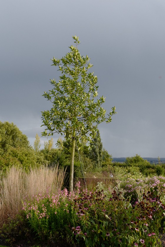 Ilex koehneana 'Chestnut Leaf'
