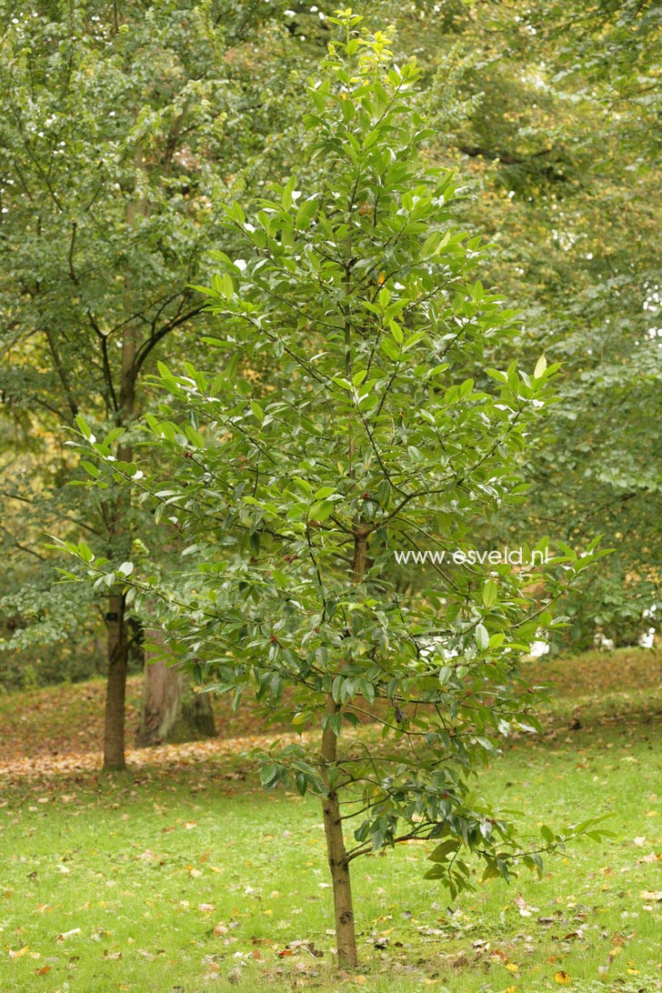 Ilex koehneana