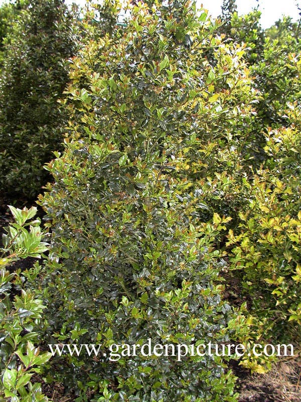 Ilex meserveae 'Blue Boy'