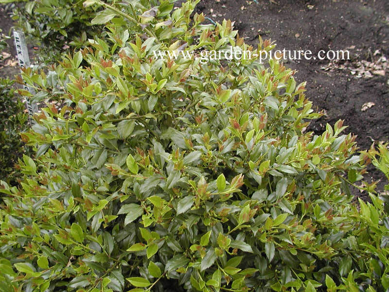 Ilex meserveae 'Goliath'