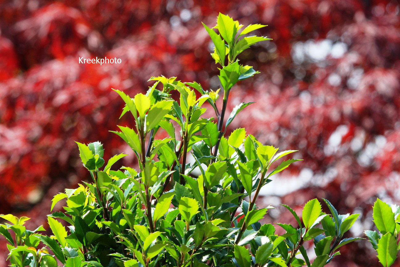 Ilex meserveae 'Heckenstar' (CASTLE WALL)