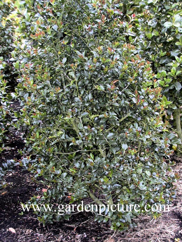 Ilex meserveae 'Mesid' (BLUE MAID)