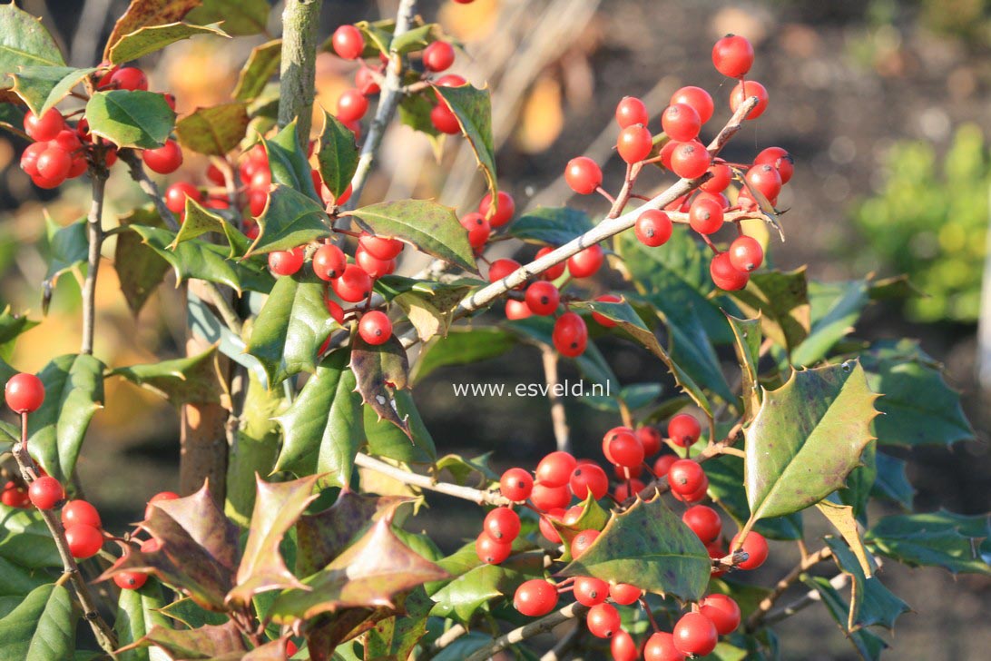 Ilex opaca 'Arden'