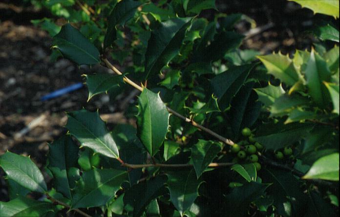 Ilex opaca 'Canary'