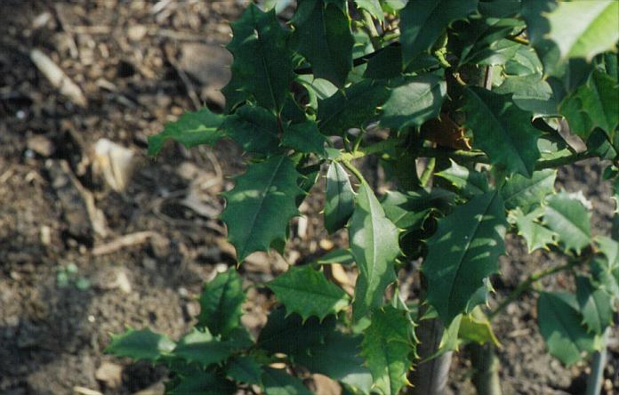 Ilex opaca 'Cape Cod's Dwarf'