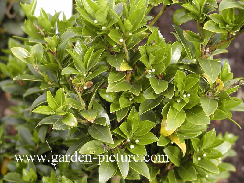 Ilex sugeroki