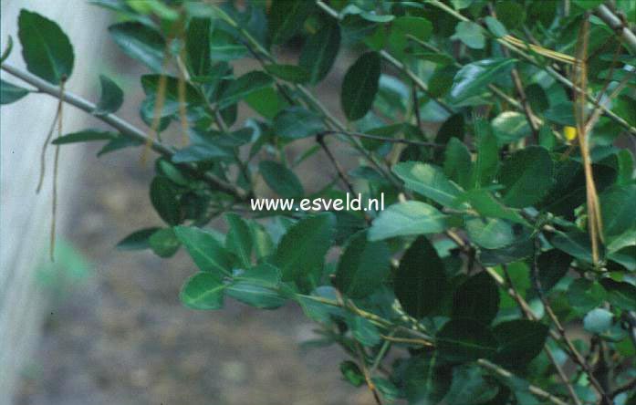Ilex vomitoria