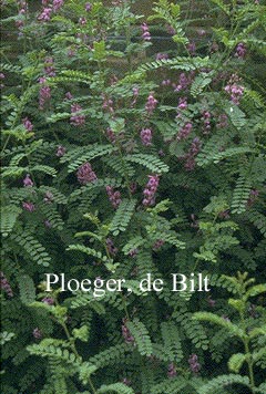 Indigofera heterantha