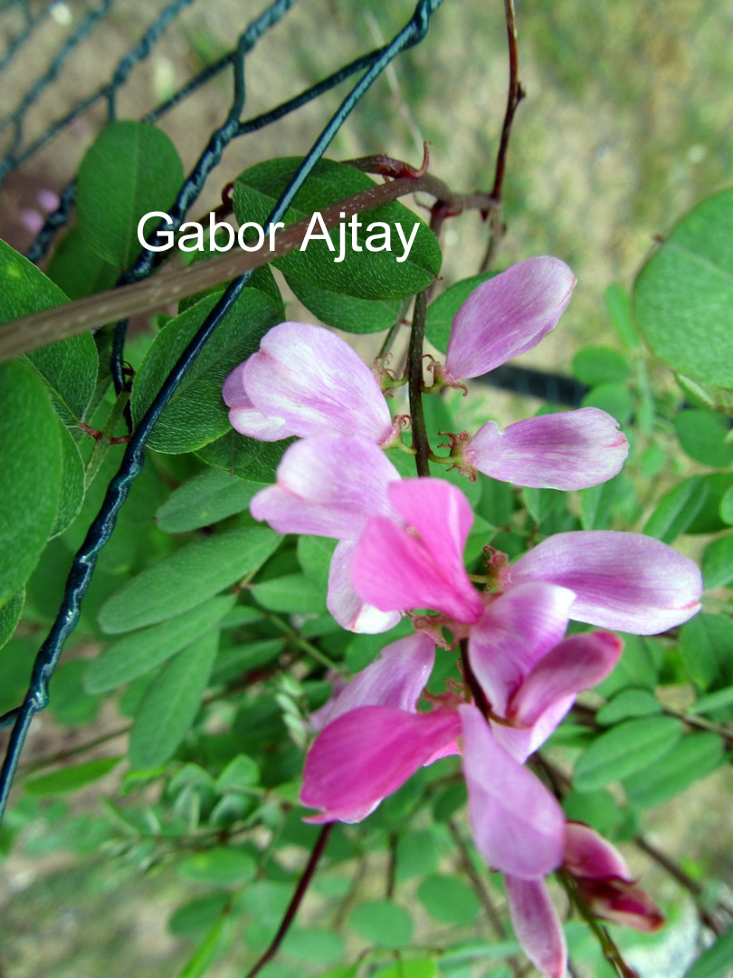 Indigofera himalayensis 'Silk Road'