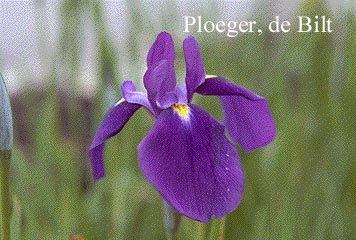 Iris ensata