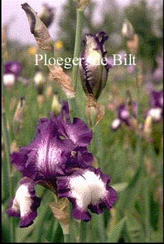 Iris germanica 'Stepping Out'