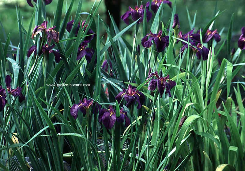 Iris louisiana 'Black Gamecock'