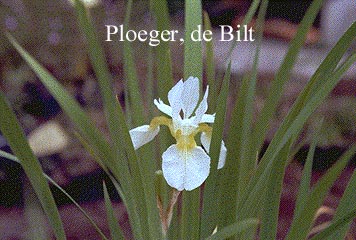 Iris sanguinea 'Snow Queen'