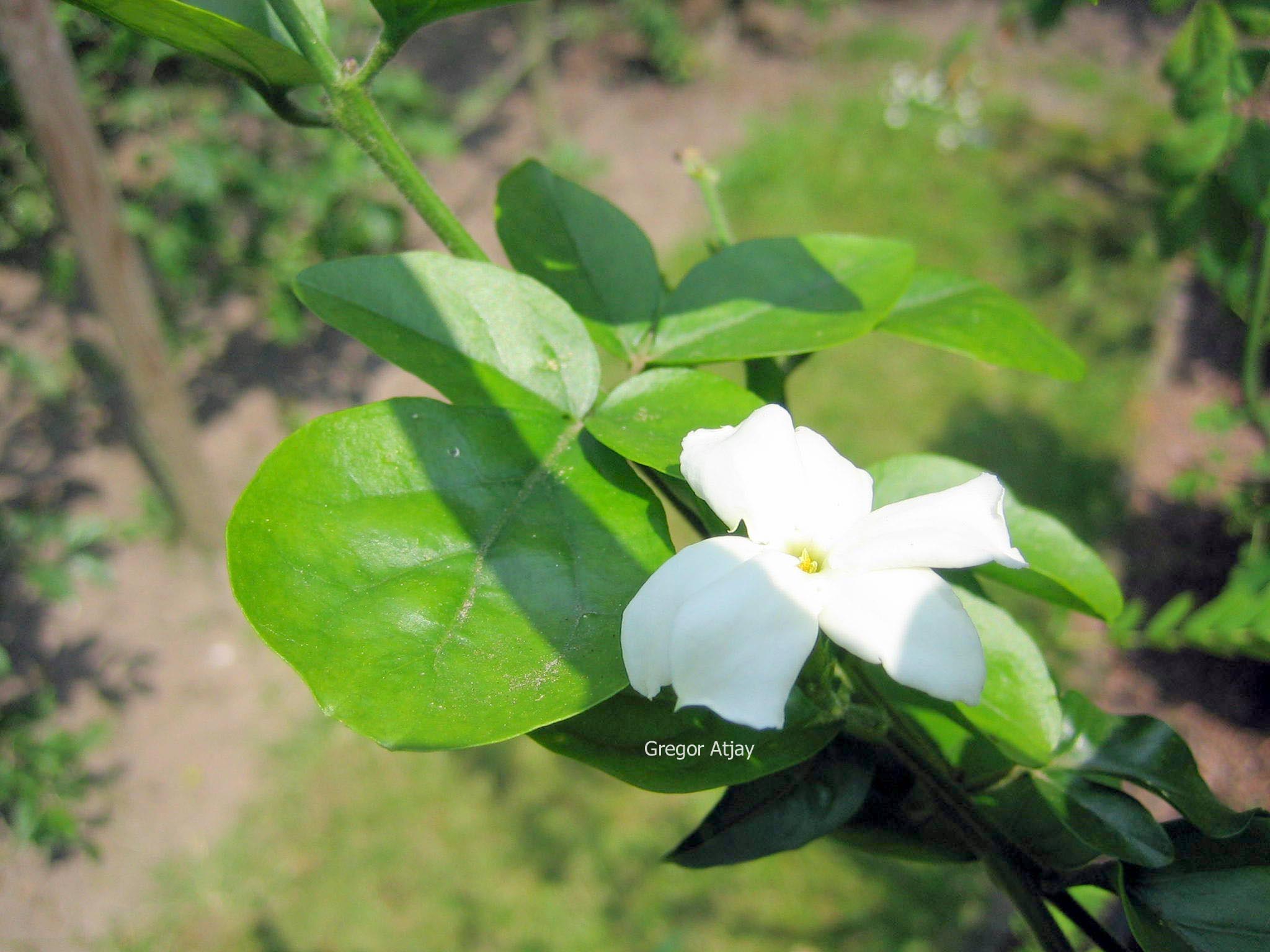 Jasminum sambac