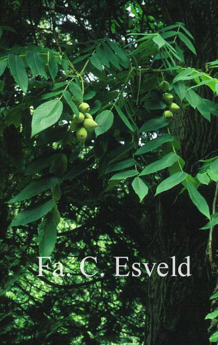 Juglans cinerea