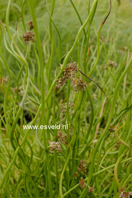 Juncus effusus 'Spiralis'