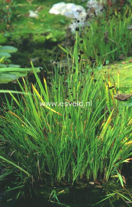 Juncus ensifolius