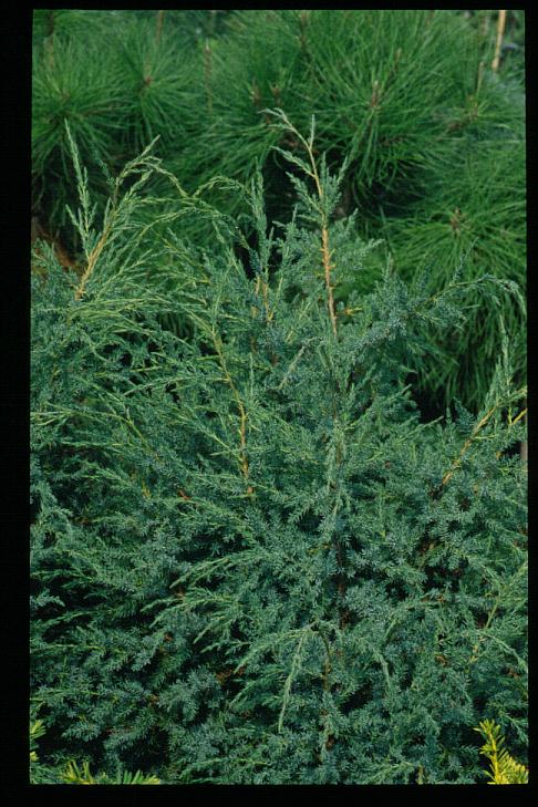 Juniperus bermudiana