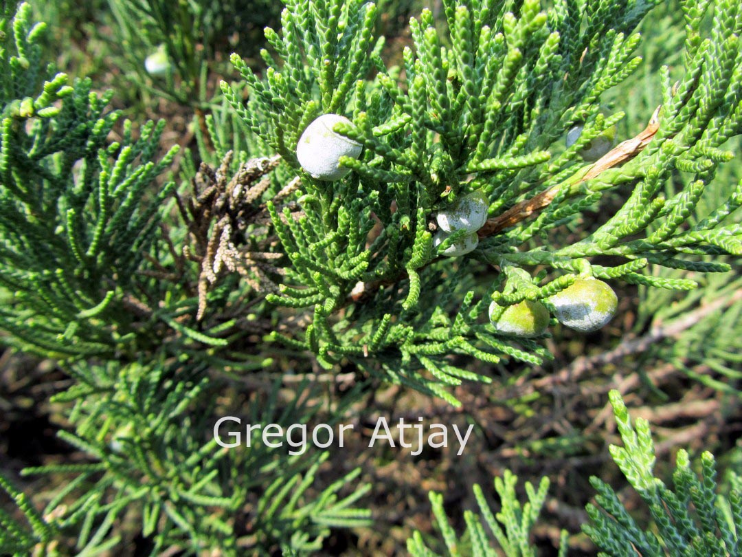 Juniperus chinensis 'Parsonsii'