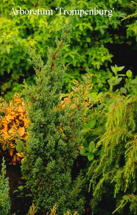 Juniperus chinensis 'Robusta Green'