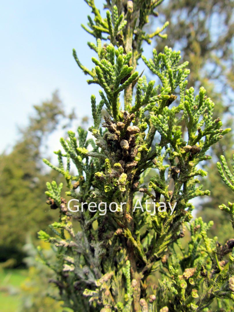 Juniperus chinensis 'Titlis'