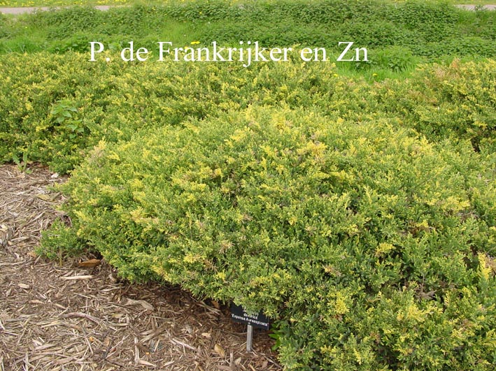 Juniperus communis 'Expansa Aureospicata'