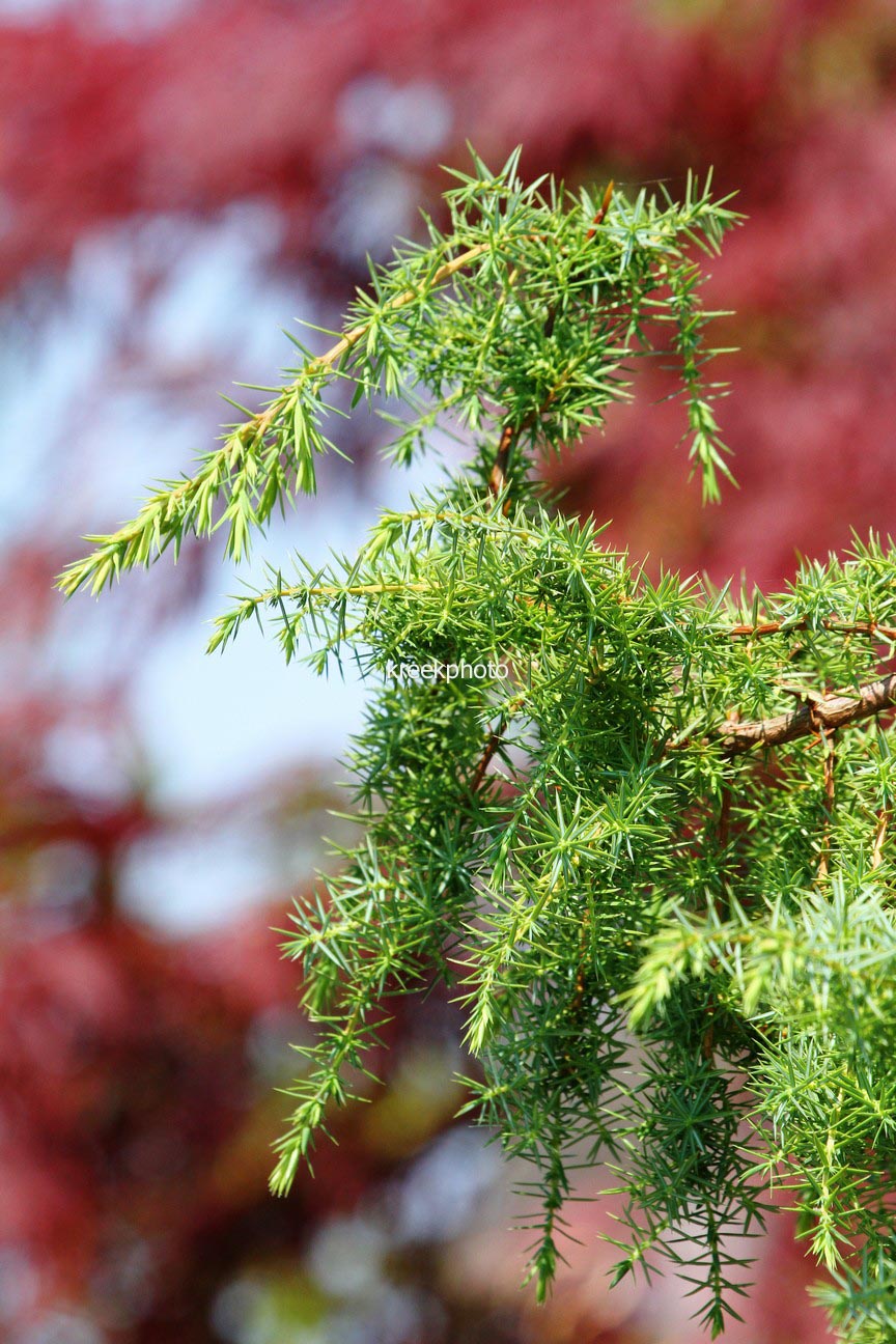 Juniperus communis 'Fuorn'