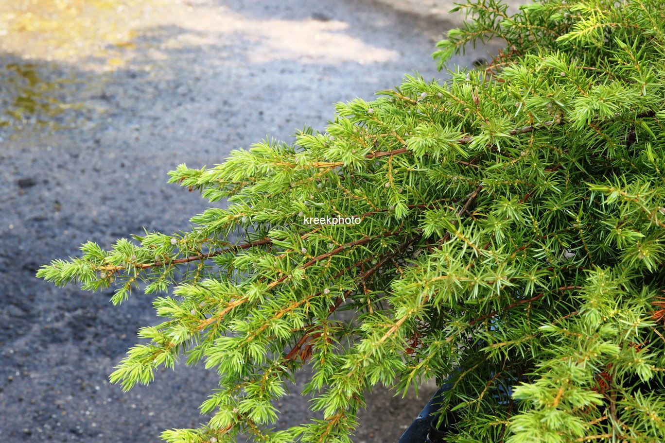 Juniperus conferta 'Schlager'
