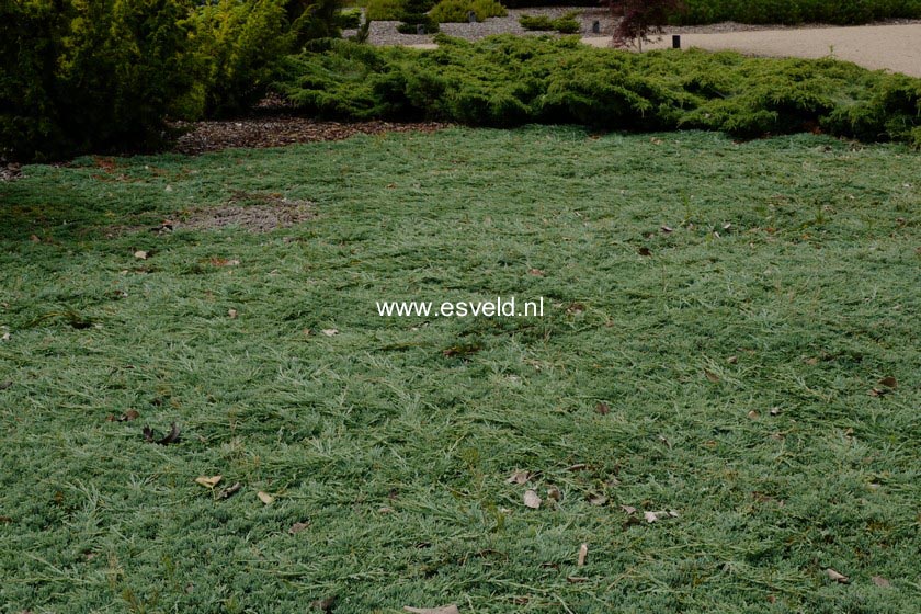 Juniperus horizontalis 'Monber' (ICEE BLUE)