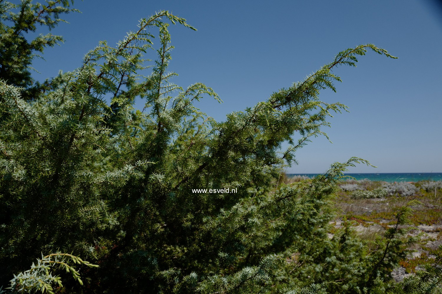 Juniperus oxycedrus