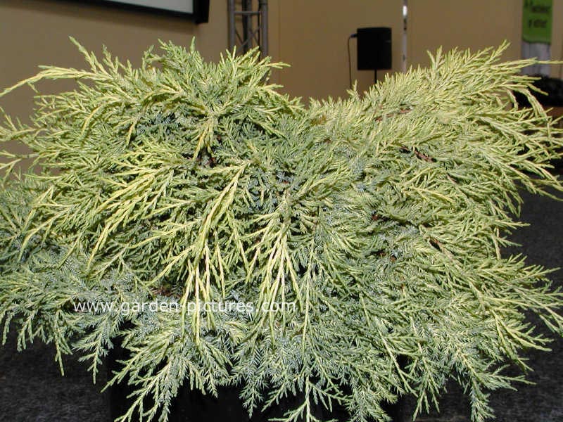 Juniperus pfitzeriana 'King of Spring'
