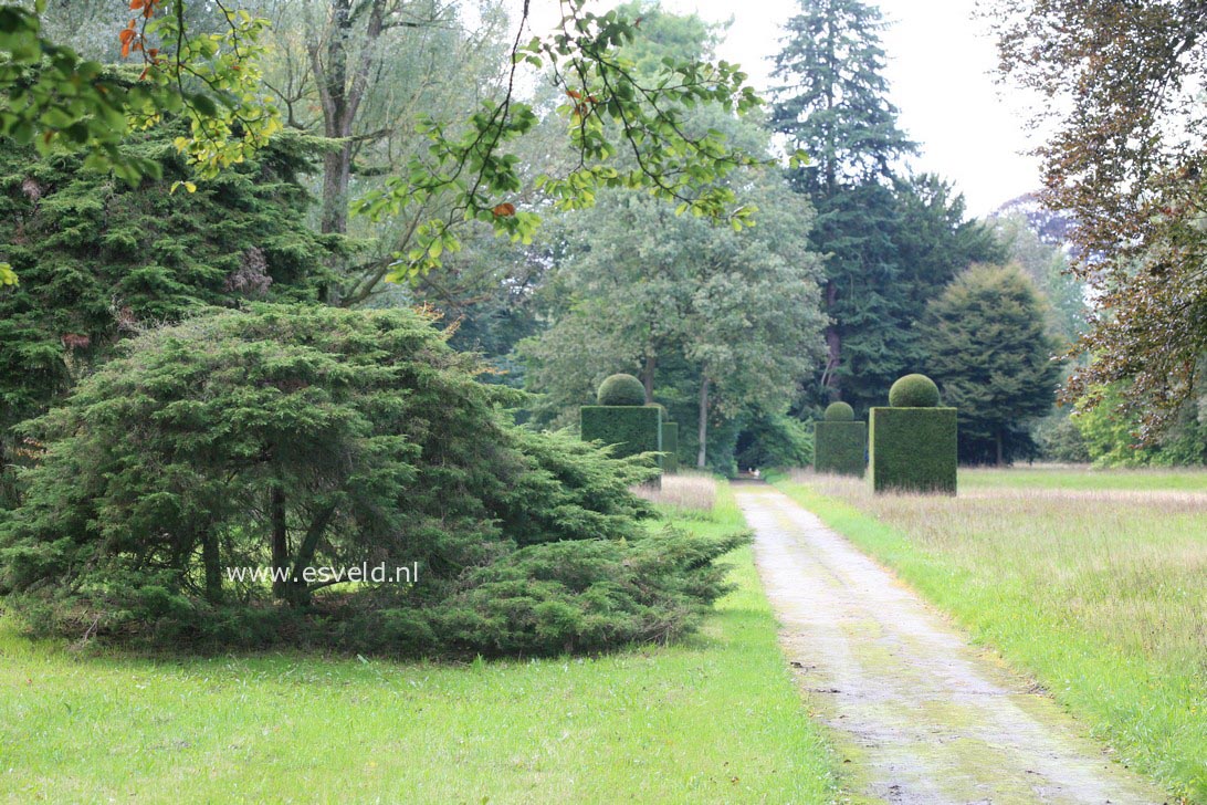 Juniperus pfitzeriana