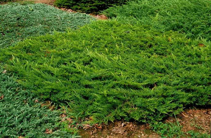 Juniperus sabina 'Broadmoor'