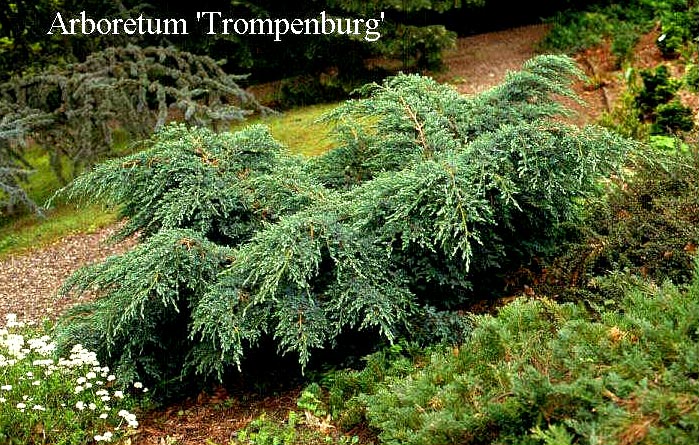 Juniperus squamata 'Blue Carpet'
