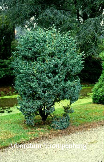 Juniperus squamata 'Meyeri'