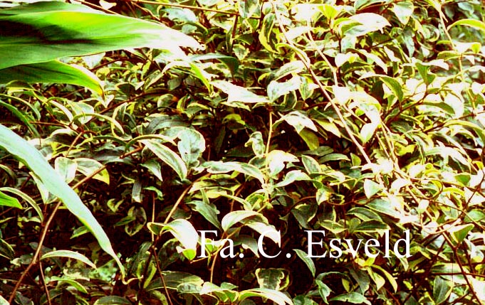 Kadsura japonica 'Fukurin'