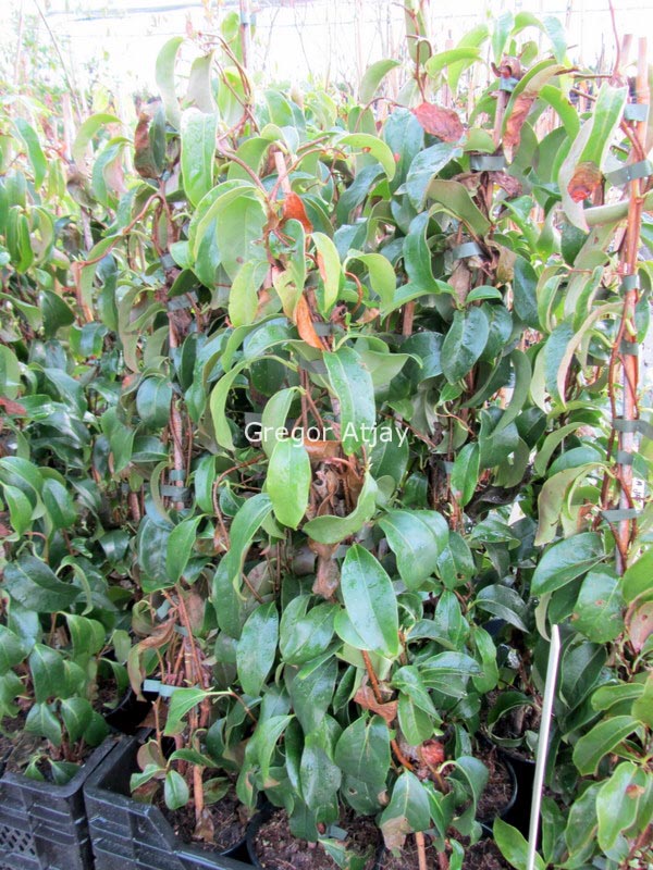 Kadsura japonica 'Shiromi'