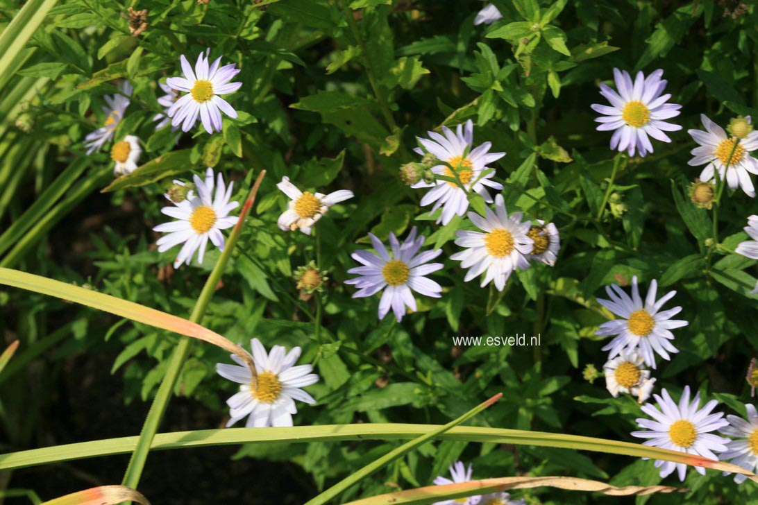 Kalimeris incisa 'Charlotte'