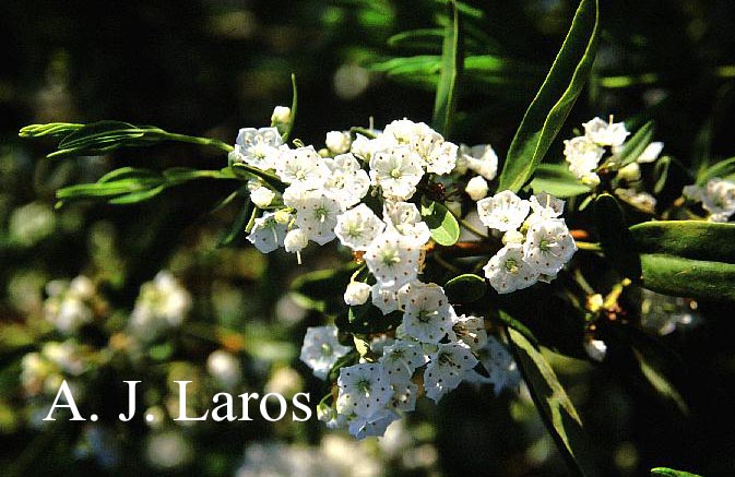 Kalmia angustifolia 'Candida'