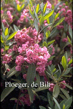 Kalmia angustifolia