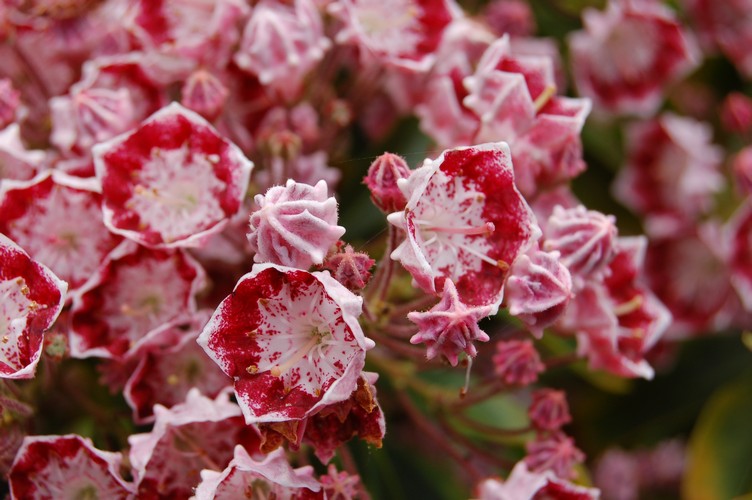 Kalmia latifolia 'Bullseye'