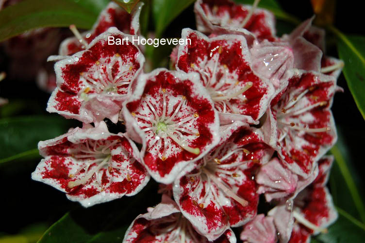 Kalmia latifolia 'Carousel'
