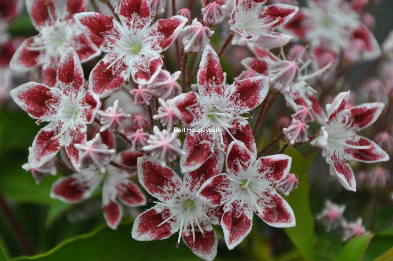 Kalmia latifolia 'Galaxy'