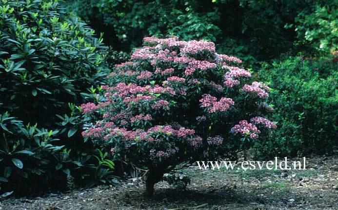Kalmia latifolia 'Myrtifolia'