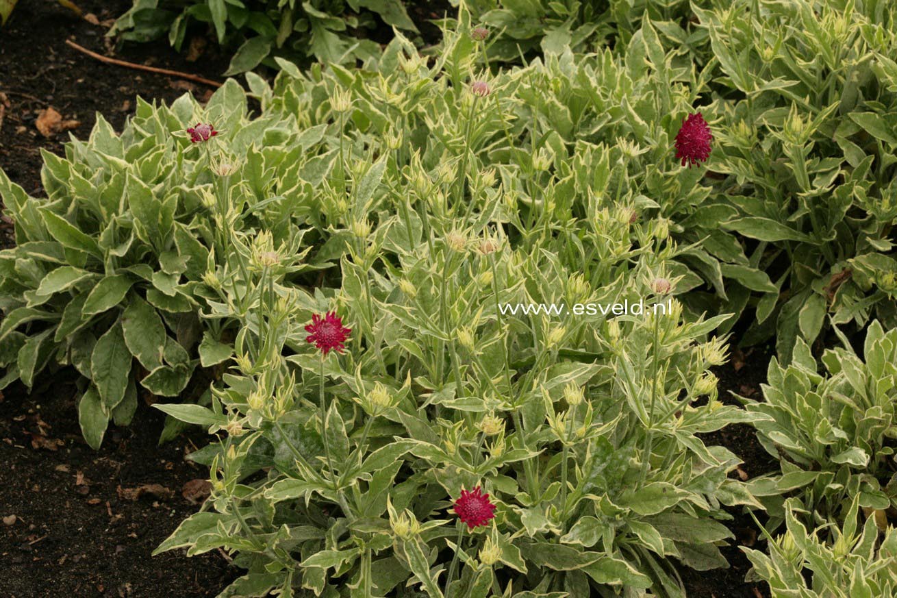 Knautia macedonica 'Thunder and Lightning'