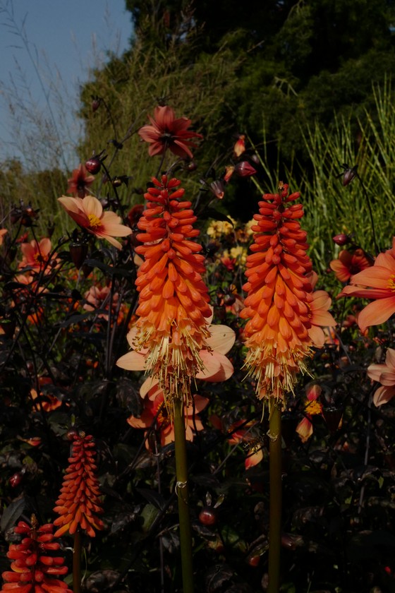 Kniphofia 'Alcazar'