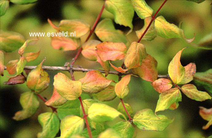 Kolkwitzia amabilis 'Maradco'