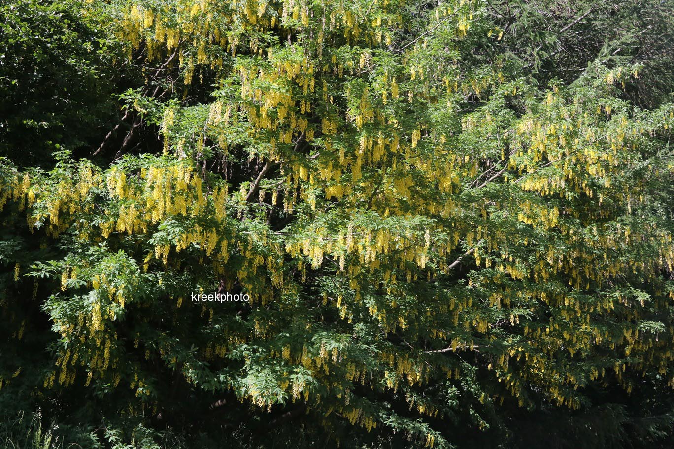 Laburnum alpinum