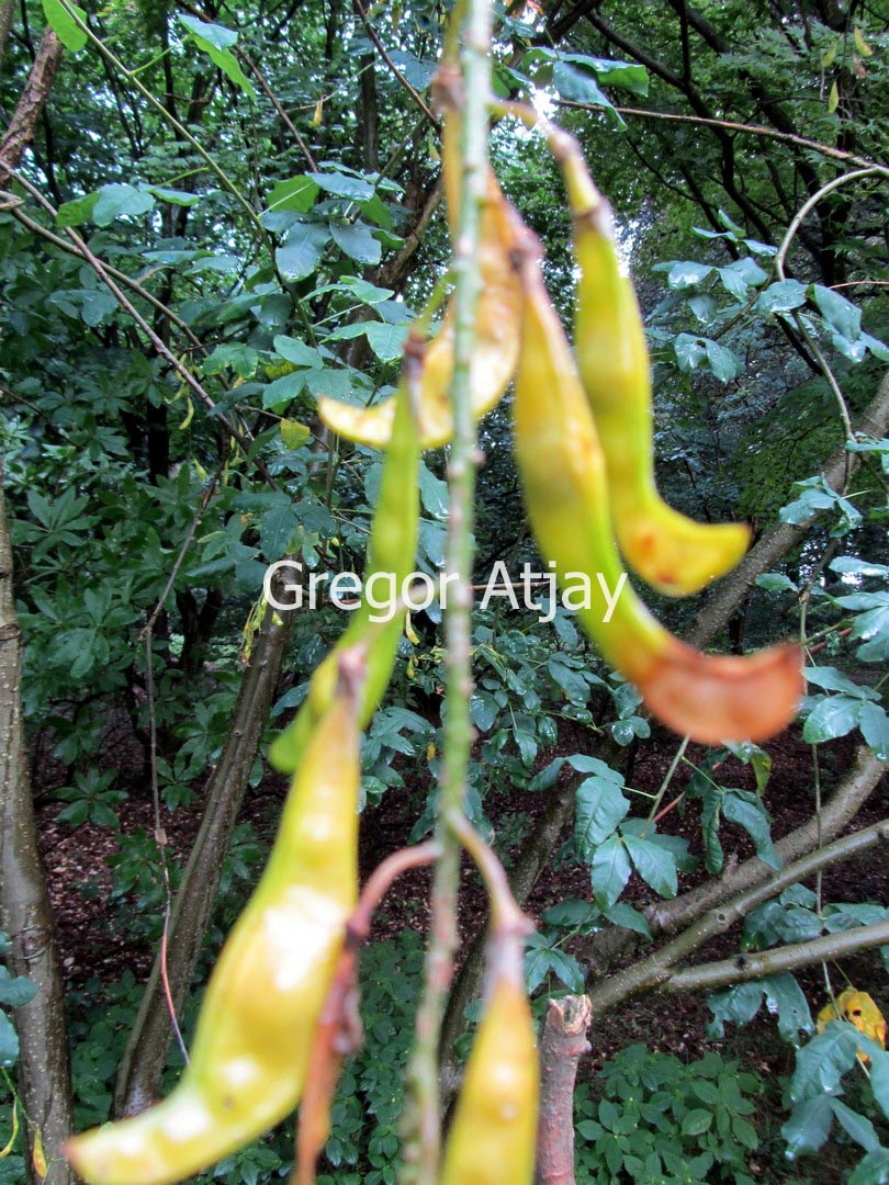 Laburnum anagyroides 'Pendulum'